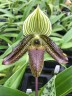 Paph. wardii × sib 2.5''