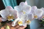 Phal. Liu's Sakura 'KF#4' 2.5"