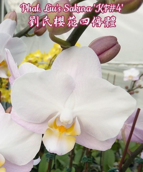 Phal. Liu's Sakura 'KF#4' 2.5"