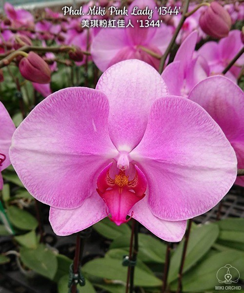 Phal. Miki Pink Lady '1344' 2.5''