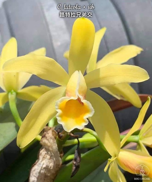 C. luteola × sib 2.0"