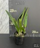 C. luteola × sib 2.5"