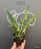 C. luteola × sib 2.5"
