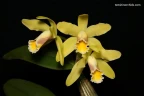 C. luteola × sib 2.5"