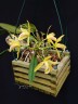 C. luteola × sib 2.5"