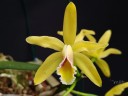 C. luteola × sib 2.5"
