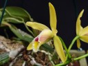 C. luteola × sib 2.5"
