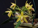C. luteola × sib 2.5"