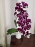 Phal. Allura Santa Claus 2.5''