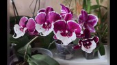 Phal. Allura Santa Claus 2.5''
