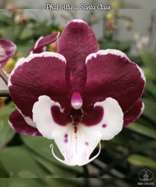 Phal. Allura Santa Claus 2.5''