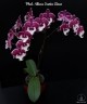 Phal. Allura Santa Claus 2.5''