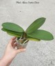 Phal. Allura Santa Claus 2.5''