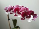 Phal. Allura Santa Claus 2.5''