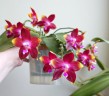 Phal. Tying Shin Fly Eagle 'Miki' 2.5''