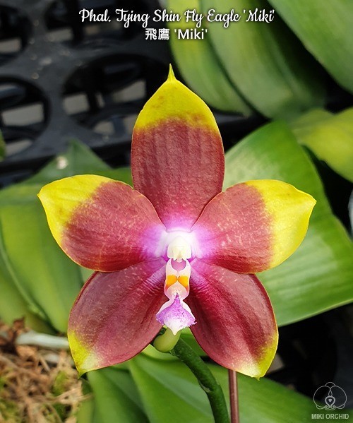 Phal. Tying Shin Fly Eagle 'Miki' 2.5''