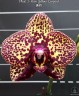 Phal. I-Hsin Yellow Leopard 1.7''