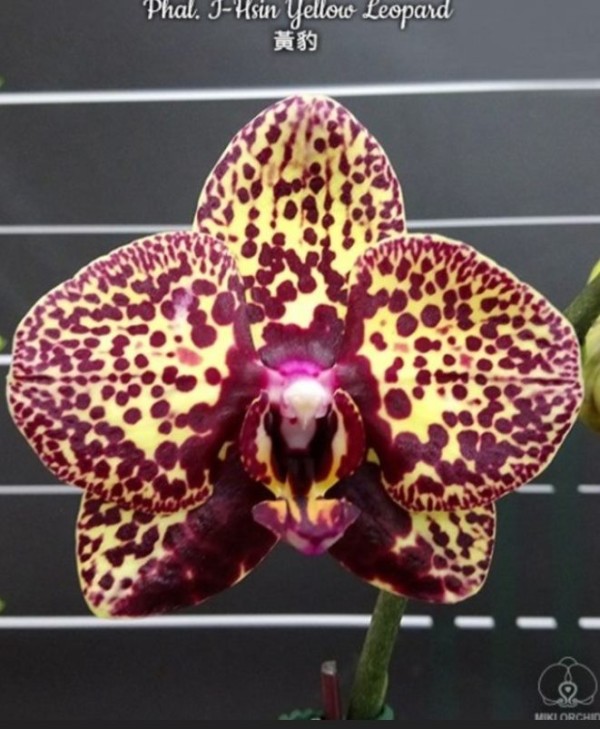 Phal. I-Hsin Yellow Leopard 1.7''