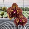 Phal. I-Hsin Yellow Leopard 1.7''