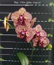 Phal. I-Hsin Yellow Leopard 1.7''