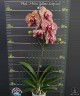 Phal. I-Hsin Yellow Leopard 1.7''