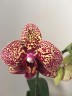 Phal. I-Hsin Yellow Leopard 1.7''