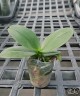 Phal. I-Hsin Yellow Leopard 1.7''