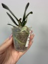 Phal. I-Hsin Yellow Leopard 1.7''