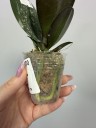 Phal. I-Hsin Yellow Leopard 1.7''