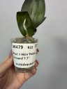Phal. I-Hsin Yellow Leopard 1.7''