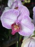 Orchidee Gemengd (2 цветоноса; Ø 12 см) УЦЕНКА (отцвела)
