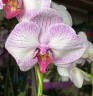 Orchidee Gemengd (2 цветоноса; Ø 12 см) УЦЕНКА (отцвела)