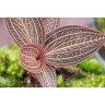 Ludisia Ruby / Драгоценная орхидея (Ø 7 см)