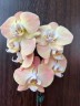 Phal. Harck Antique 2.5"