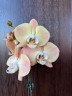 Phal. Harck Antique 2.5"