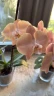 Phal. Harck Antique 2.5"