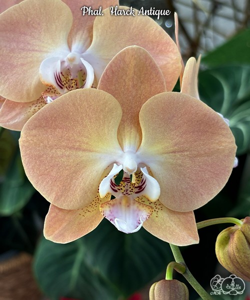Phal. Harck Antique 2.5"