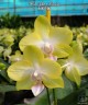 Phal. Yellow Miracle 2.5''