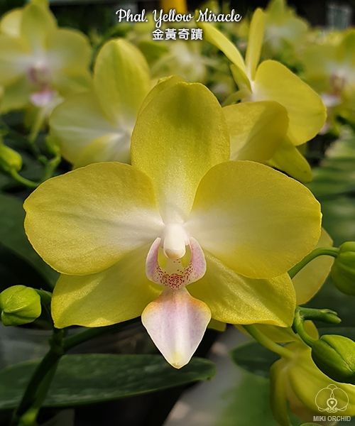 Phal. Yellow Miracle 2.5''