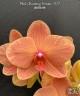 Phal. Charming Fortune '1357' 2.5''