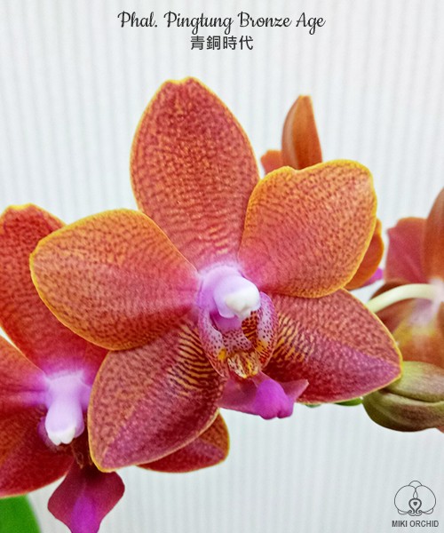 Phal. Pingtung Bronze Age 2.5'' УЦЕНКА