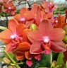 Phal. Pingtung Bronze Age 2.5'' УЦЕНКА