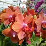 Phal. Pingtung Bronze Age 2.5'' УЦЕНКА