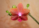 Phal. Pingtung Bronze Age 2.5'' УЦЕНКА