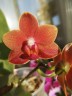 Phal. Pingtung Bronze Age 2.5'' УЦЕНКА
