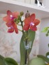 Phal. Pingtung Bronze Age 2.5'' УЦЕНКА