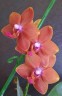 Phal. Pingtung Bronze Age 2.5'' УЦЕНКА
