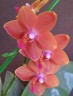 Phal. Pingtung Bronze Age 2.5'' УЦЕНКА
