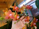 Phal. Pingtung Bronze Age 2.5'' УЦЕНКА