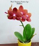 Phal. Pingtung Bronze Age 2.5'' УЦЕНКА